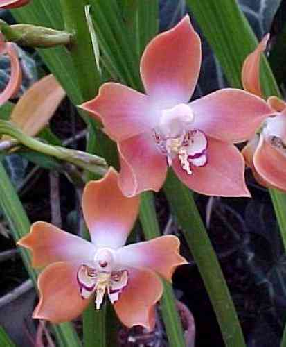 Neomoorea irrorata (wallisii)